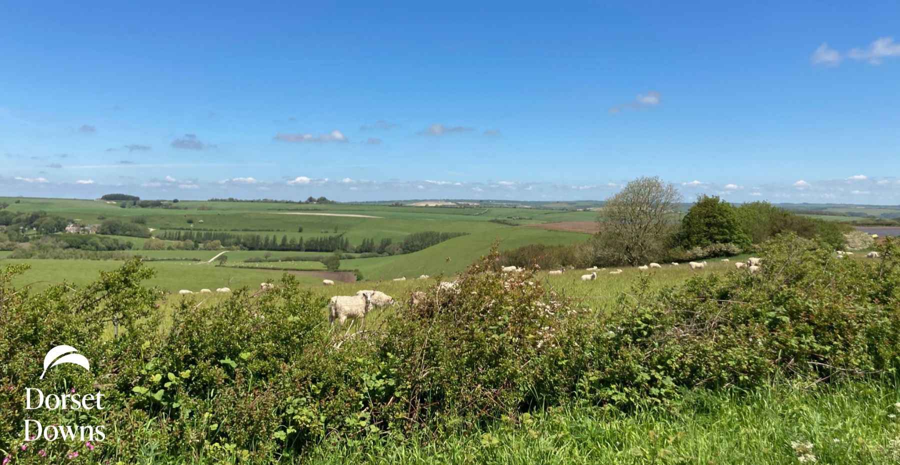 Sheep grazing natural burial ground