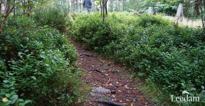 natural paths