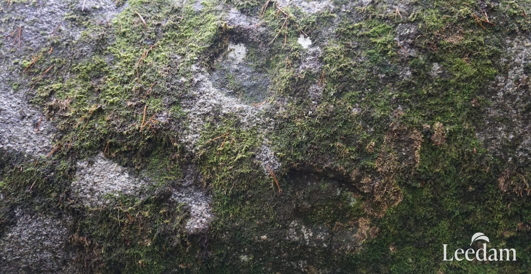 Devils Hoofmark