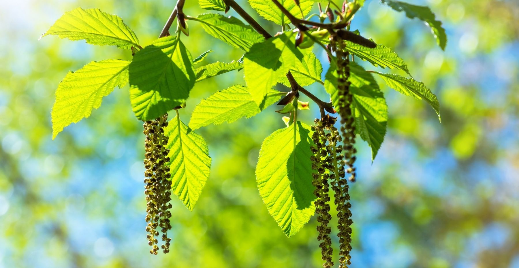 Alder Tree