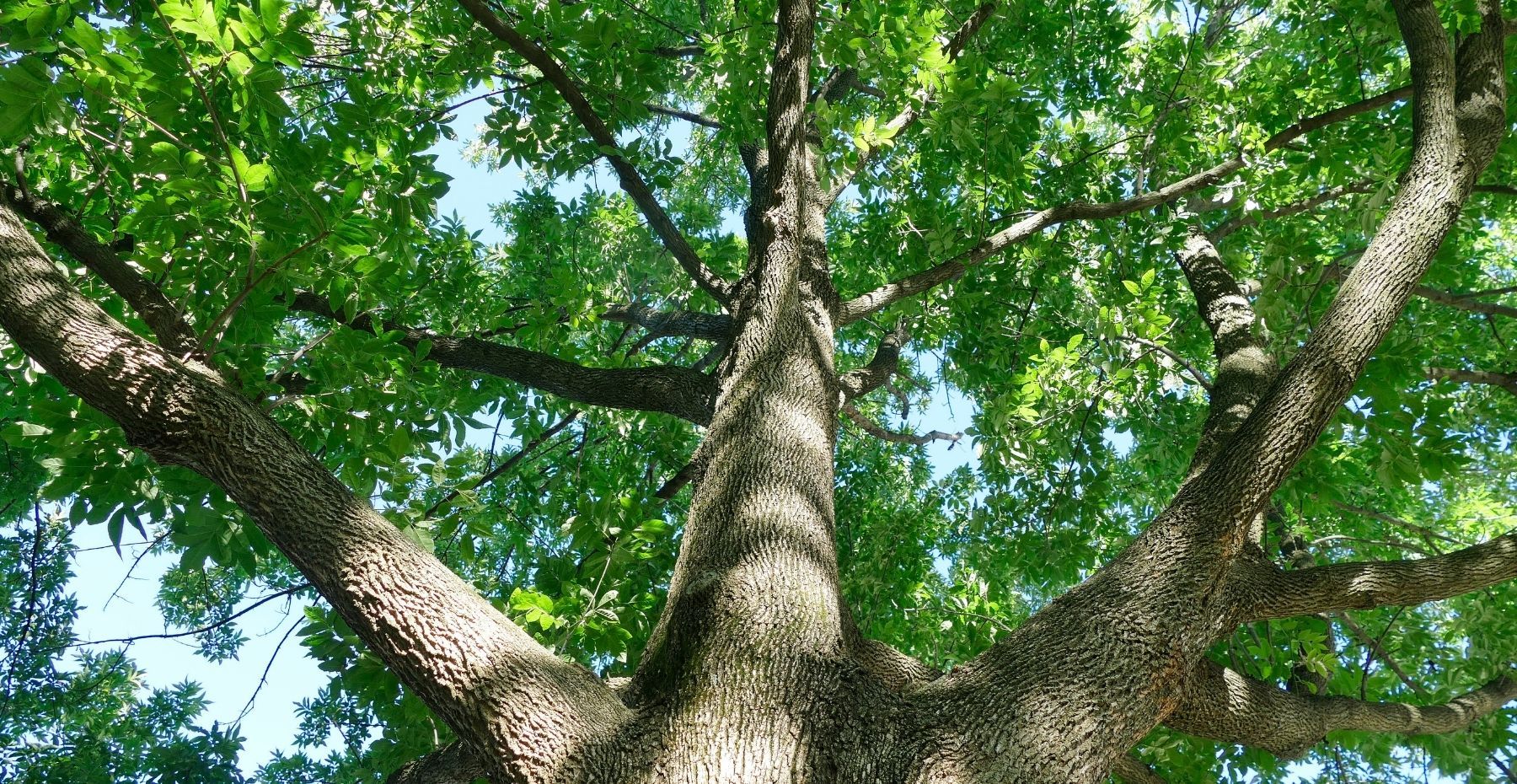 Ash Tree