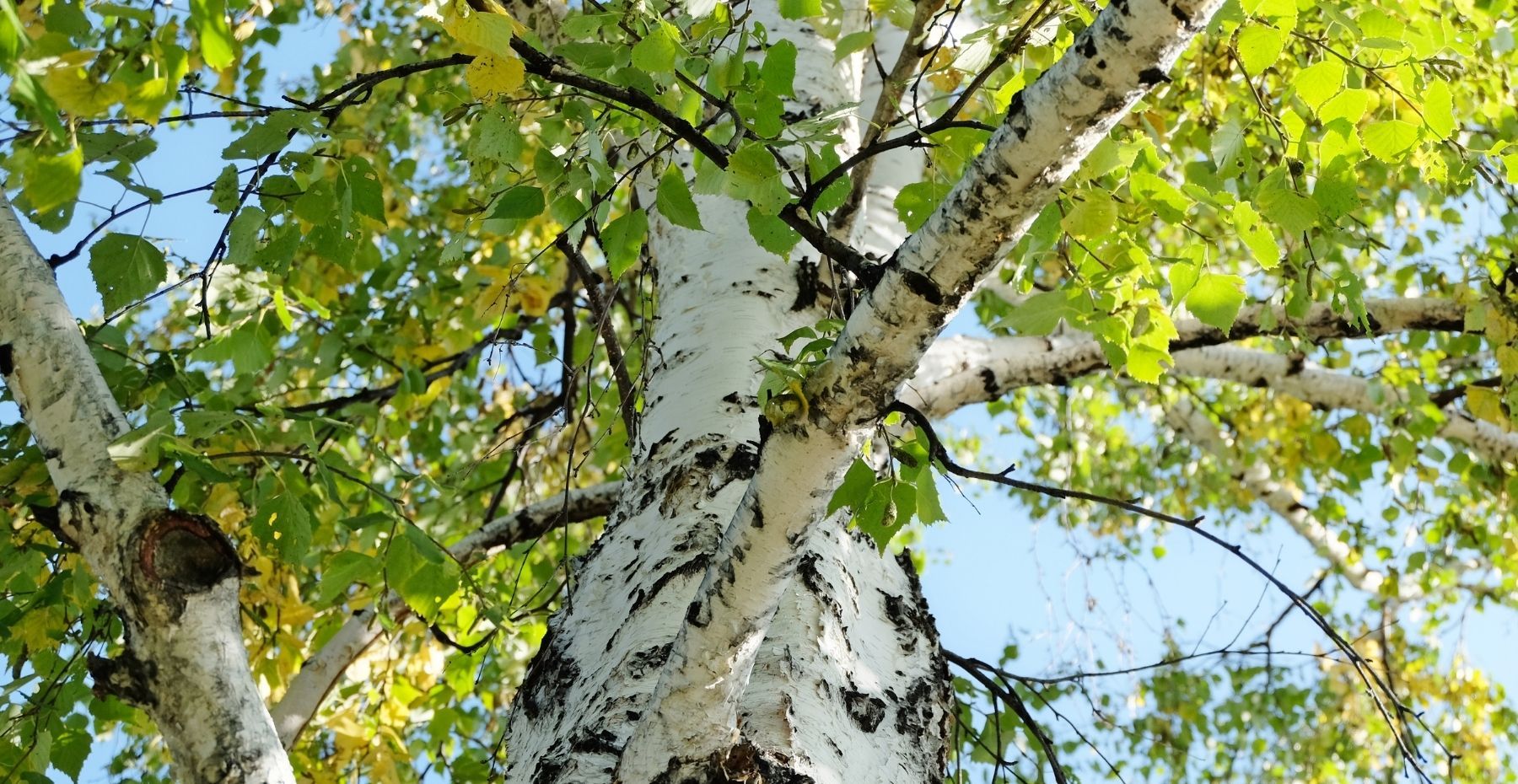 Birch Tree