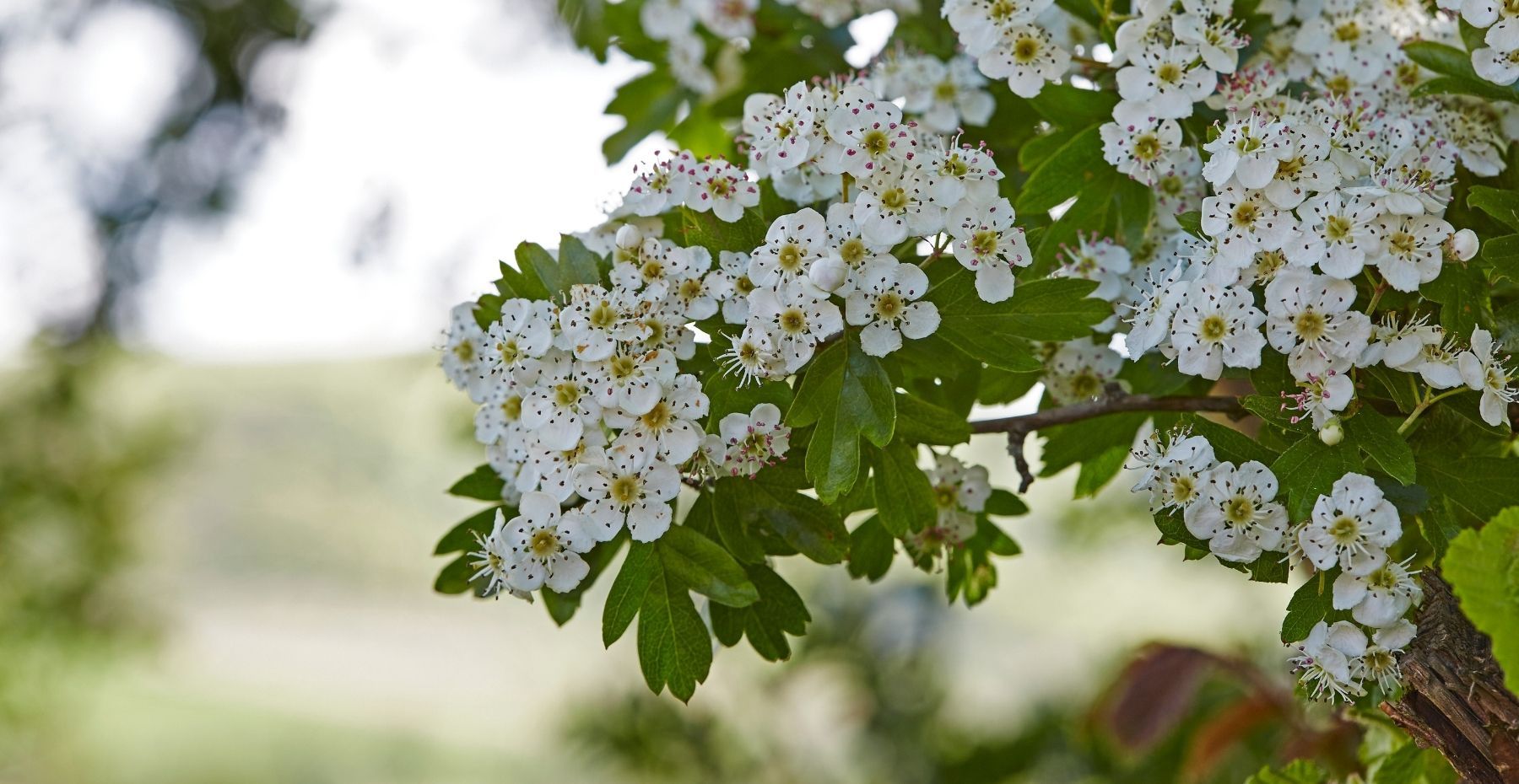 Hawthorn Tree