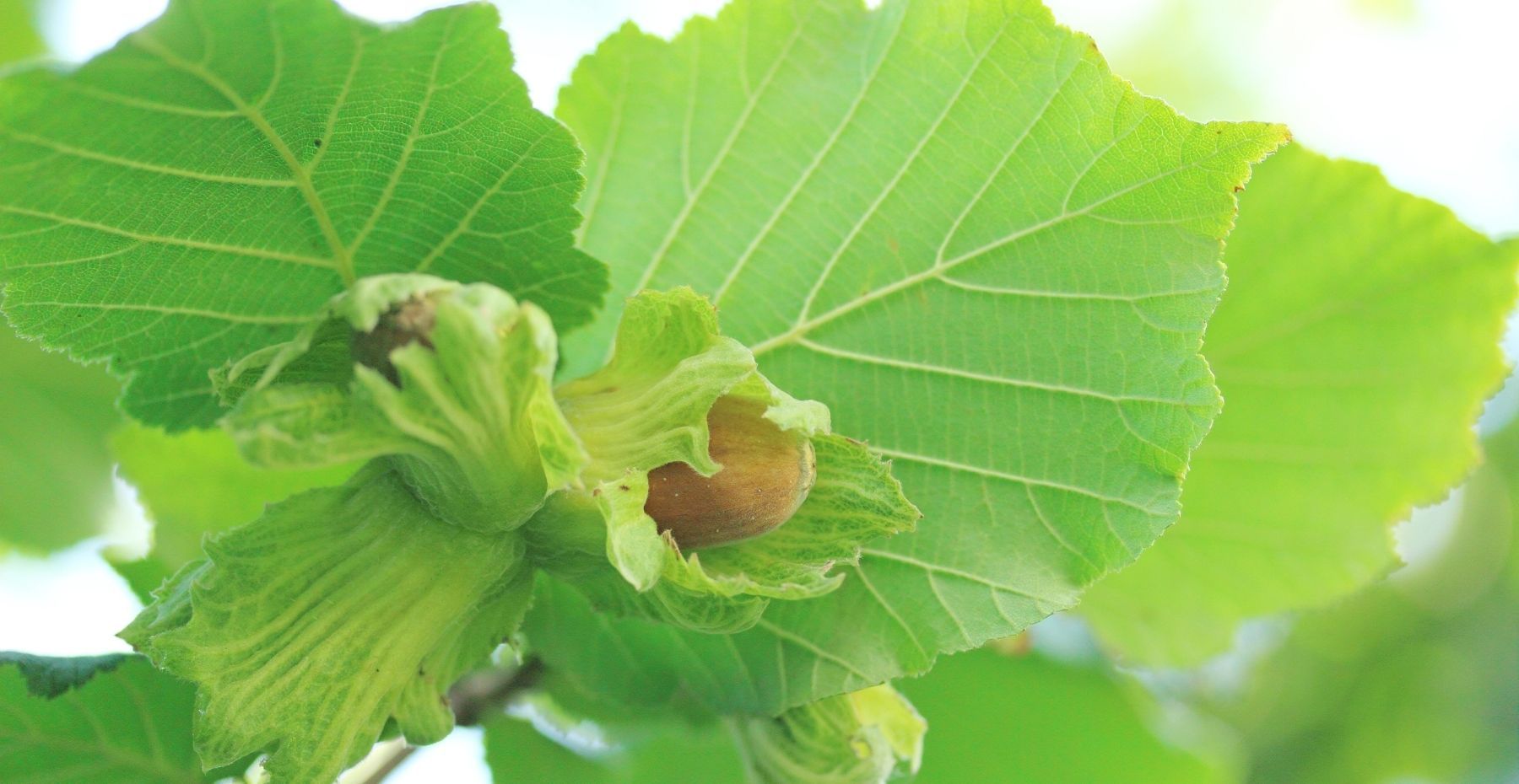 Hazel Tree