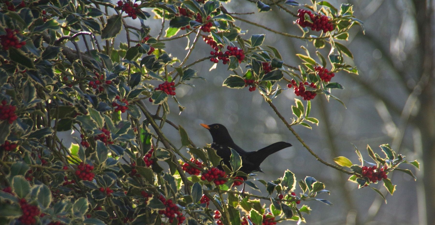 Holly Tree