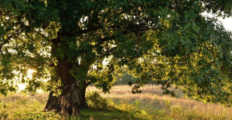 Oak Tree