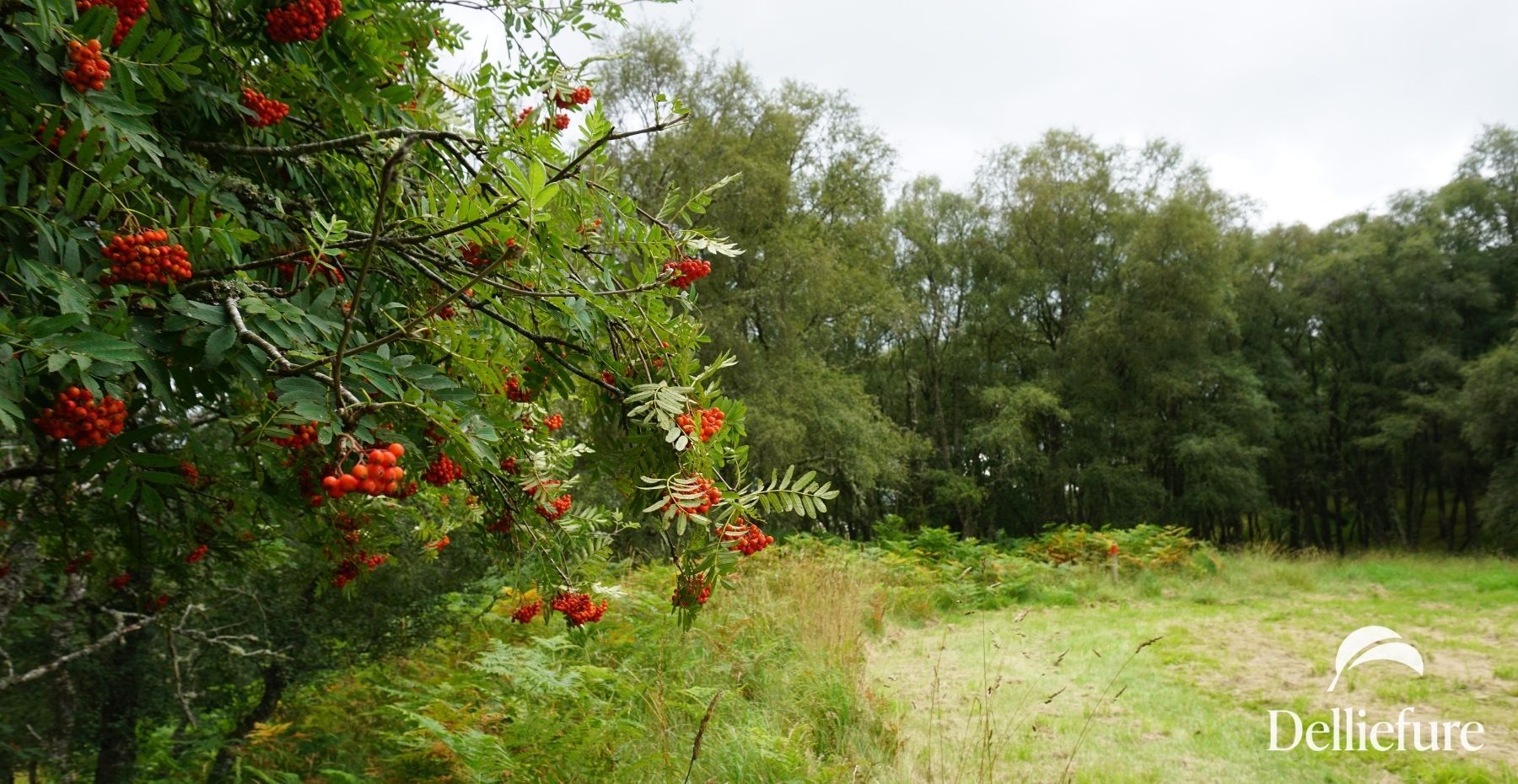 Rowan Tree