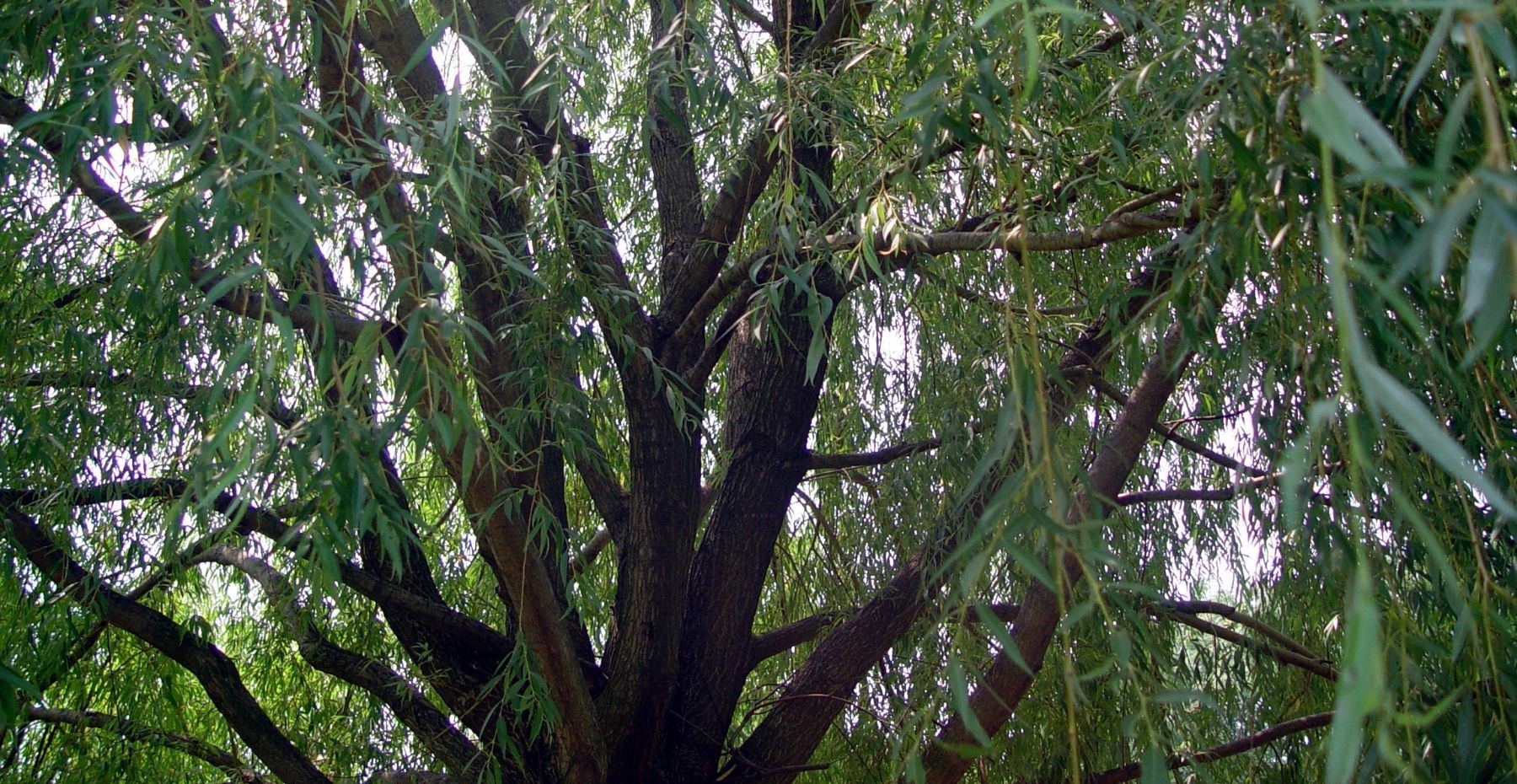 Willow Tree