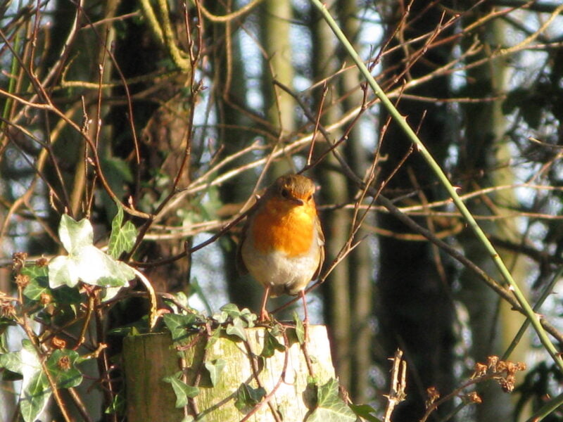 A little robin sitting on a post at Usk natural burial ground