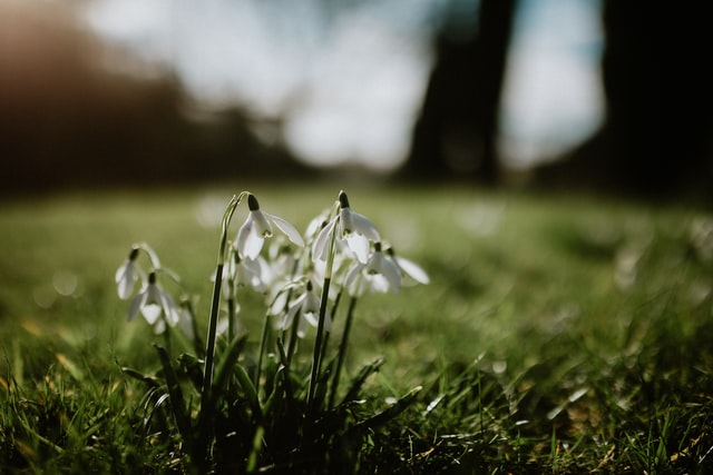 Snowdrops in a field