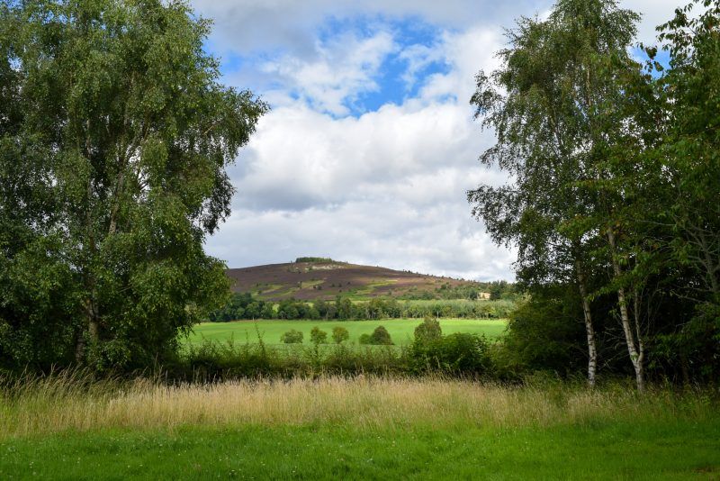 Cothiemuir Hill woodland burial ground looking toward Bennachie in August 2023