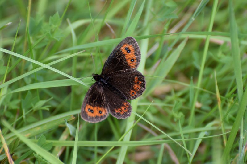 A butterfly resting on blades of grass spotted at Delliefure natural burial ground