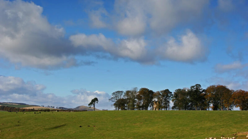 A green field with scattered sheep near Hundy Mundy Woodland Burial Ground, a row of trees along the horizon, and a blue sky above with large, fluffy clouds. Distant hills are visible in the background.