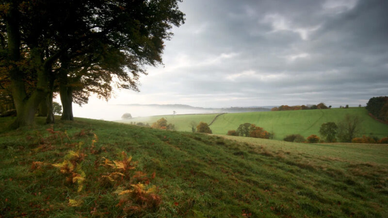 A misty landscape with rolling green hills, scattered trees, and a cloudy sky. Ferns and grass cover the foreground of the Usk Natural Burial Meadow, whilst fog lingers in the distance, creating a peaceful countryside scene.