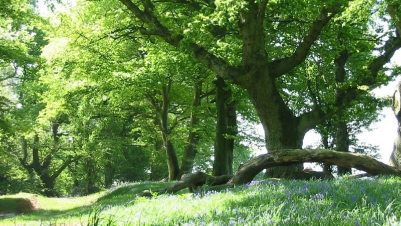 Sunlight filters through dense green foliage of tall trees at About Usk natural burial ground. A large, twisted fallen branch lies on grass dotted with purple wildflowers, creating a serene and inviting woodland scene.