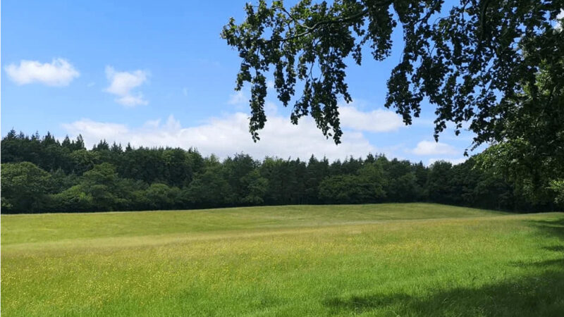 A sunlit green meadow at About Usk natural burial ground is bordered by dense trees under a blue sky with scattered clouds. Tree branches hang down from the top right corner, adding shade to the peaceful foreground.