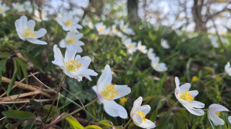 Wood anemonies - Usk Castle Chase