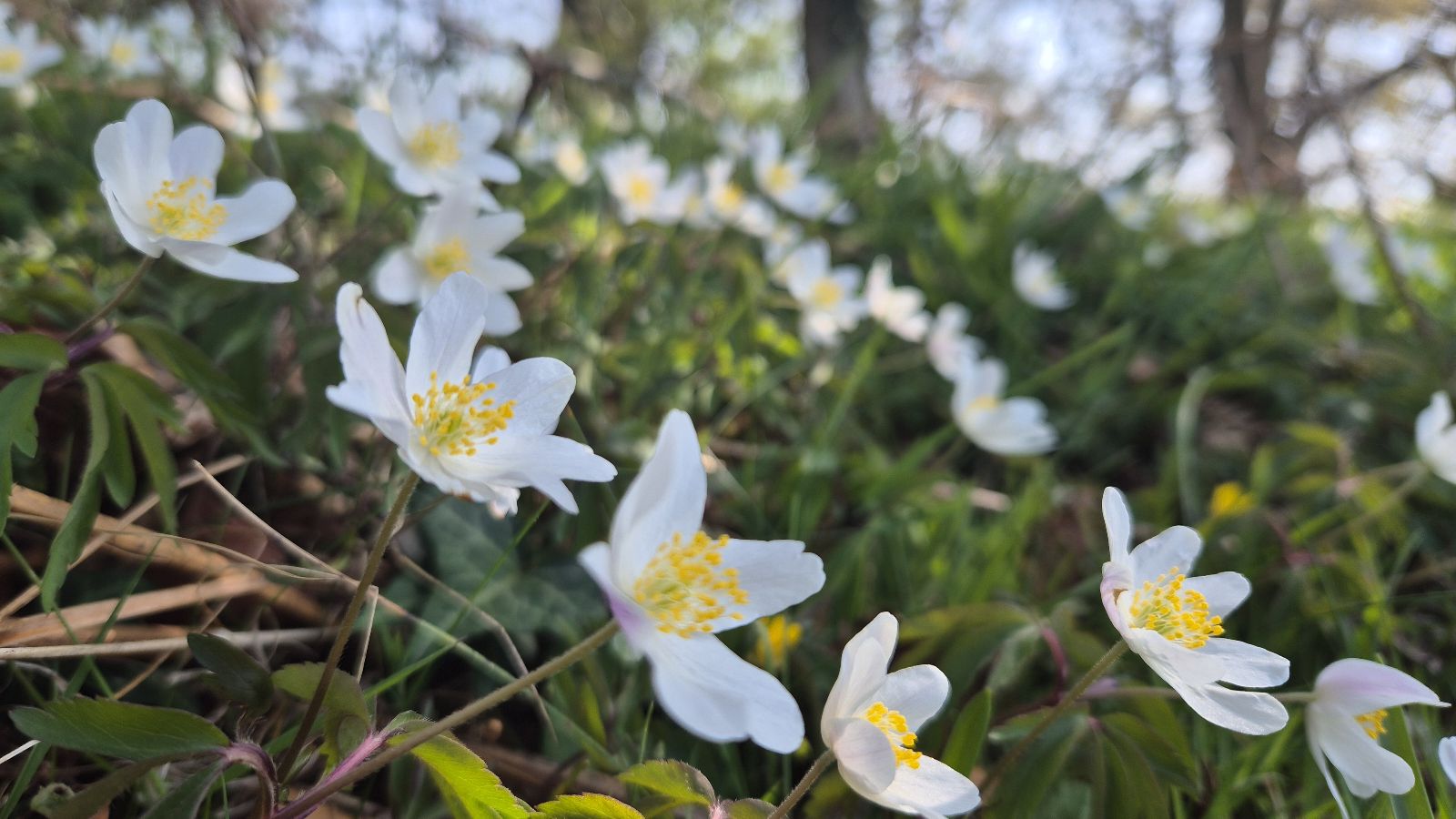 Wood anemonies - Usk Castle Chase