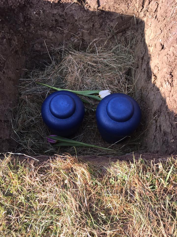 Two dark blue urns rest on straw inside a rectangular grave at the Aylesbury natural burial meadow, each with a single tulip—one white, one purple—placed across them. The surrounding edges show earth and grass.