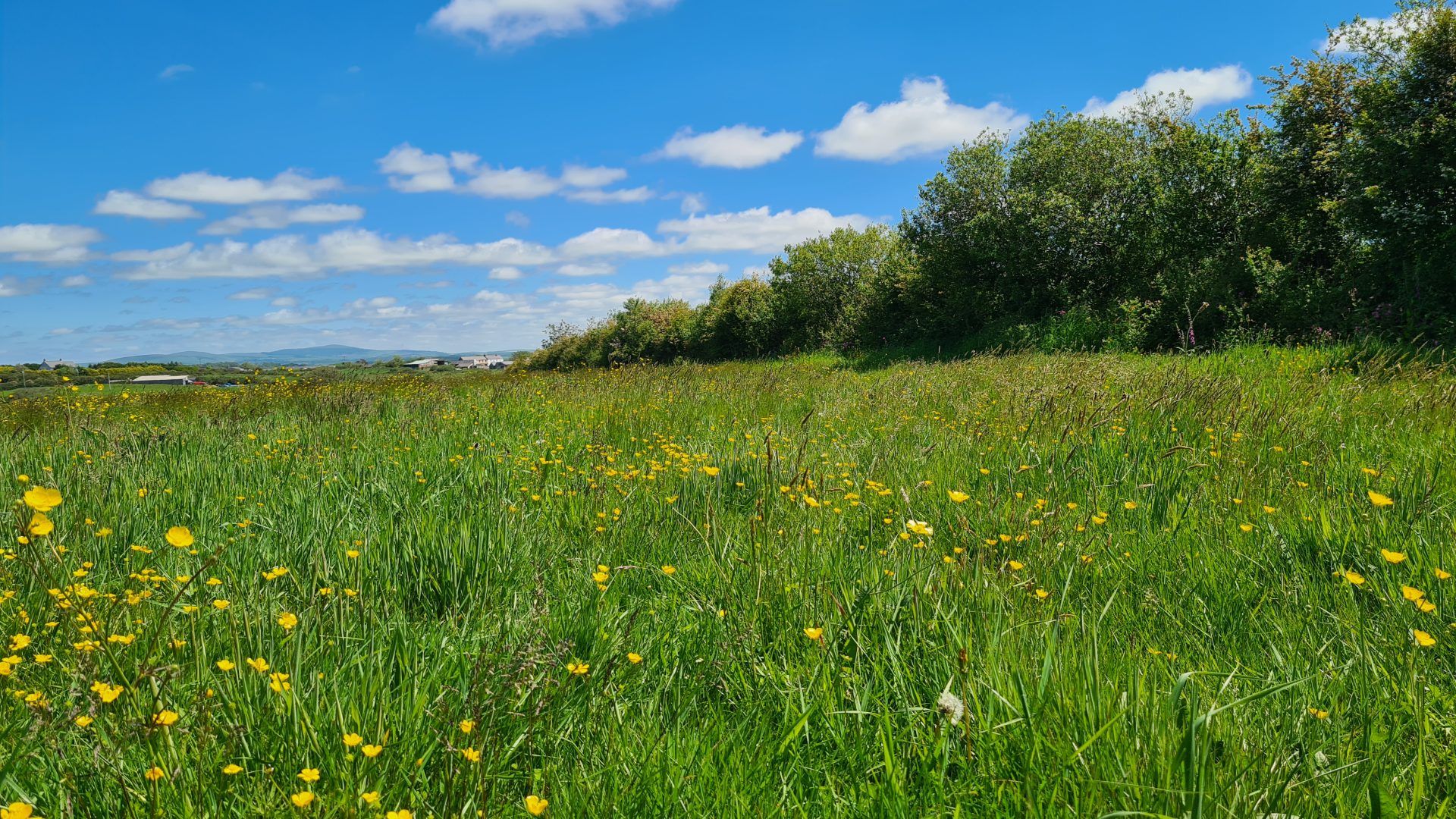 Blue skies over a green meadow with buttercups and a hedge running along the right side of the field