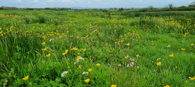 Wildflowers