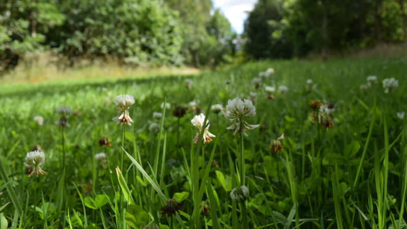 Close-up of white clover flowers and green grass in a sunlit meadow at Cothiemuir Hill Natural Burial, with trees and a pathway blurred in the background. The tranquil scene suggests peaceful funeral arrangements in nature.