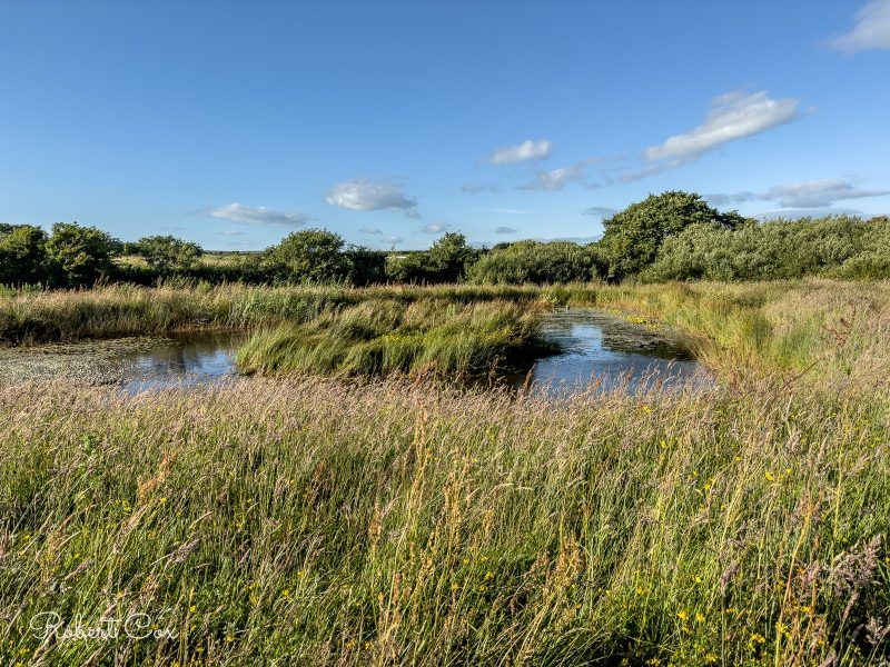 Wildlife pond at Pembrokeshire Natural burial ground