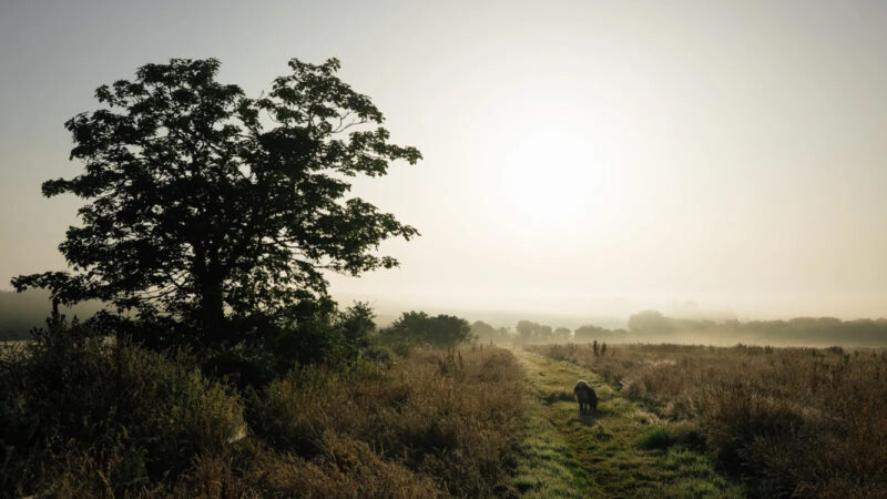 A large tree stands beside a grassy path in a misty Pembrokeshire Natural Burial Meadow at sunrise, with sunlight illuminating the landscape and a sheep grazing in the distance.