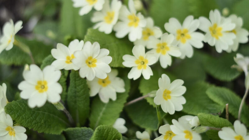 A cluster of pale yellow primrose flowers with yellow centres blooms among vibrant green leaves. Perfect for natural burial sites or Memorials Bath, these delicate, densely packed flowers create a lush, springtime display.