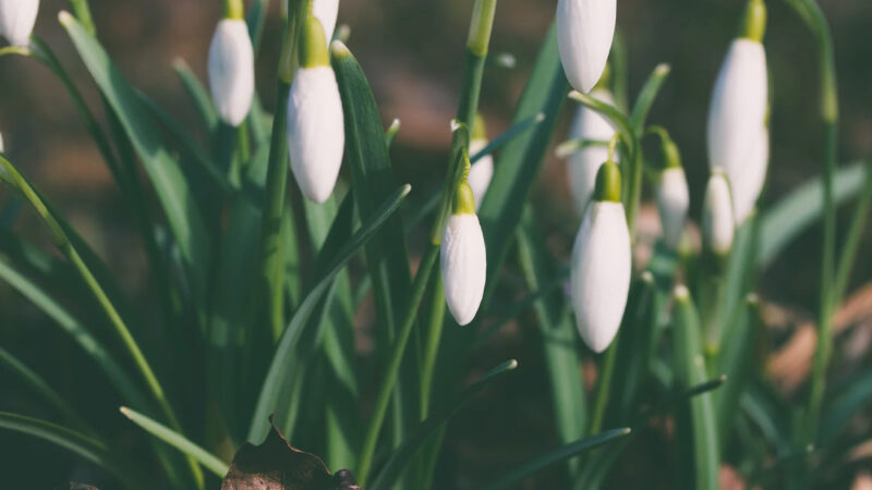 Close-up of white snowdrop flowers with elongated green leaves, some still in bud form, growing outdoors at a natural burial site near Memorials Bath, set against a blurred brown and green background.
