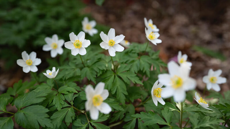 Several white wildflowers with yellow centres bloom among green, deeply cut leaves—a peaceful scene reminiscent of Memorials Bath natural burial grounds. The softly blurred background emphasises the delicate flowers in the foreground.