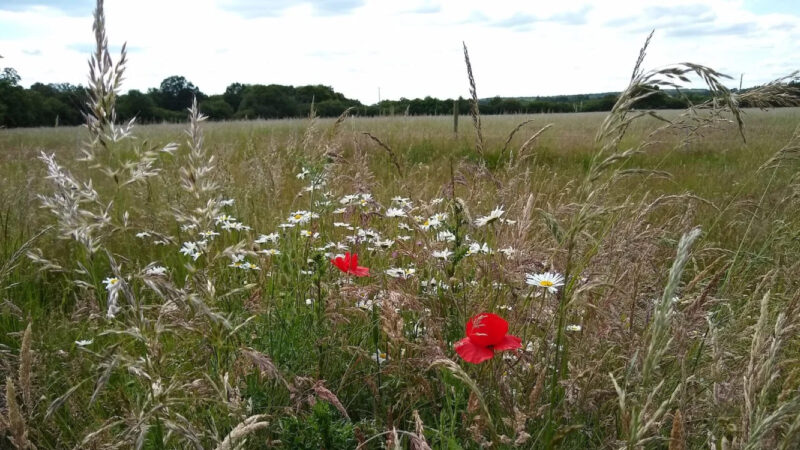 A grassy field with wildflowers, including white daisies and red poppies, stretches beneath a partly cloudy sky at Memorials Henley Woodland Burial Ground. Trees line the distant horizon, adding to the peaceful scene.