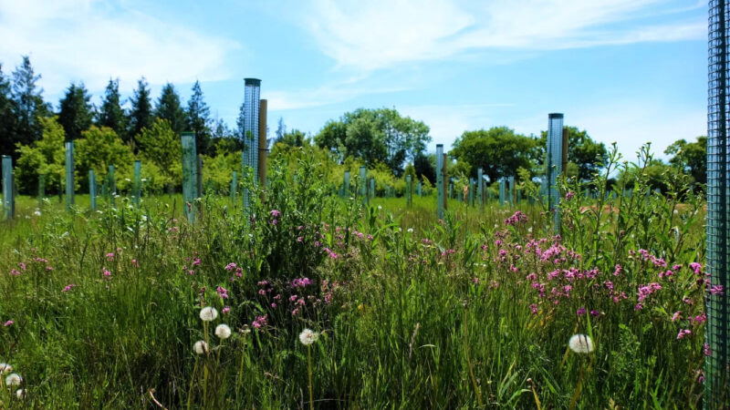 A field with tall grass, wildflowers, and dandelions at the Henley-on-Thames woodland burial ground is dotted with protective tree guards around young trees under a blue sky, surrounded by green trees in the background.