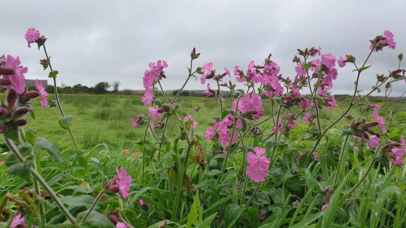 Clusters of vibrant pink wildflowers grow among green grass in a lush meadow, with a cloudy grey sky and distant trees in the background—evoking the tranquil beauty of Aylesbury Vale natural burial memorials.