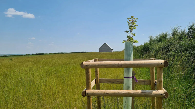 A young tree, protected by a wooden frame, stands in a grassy field under a blue sky—a tranquil scene near Dorset Downs memorials and natural burial grounds, with a light-coloured barn and a row of green bushes in the background.