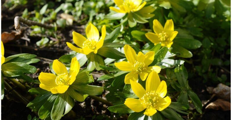 Winter Aconite