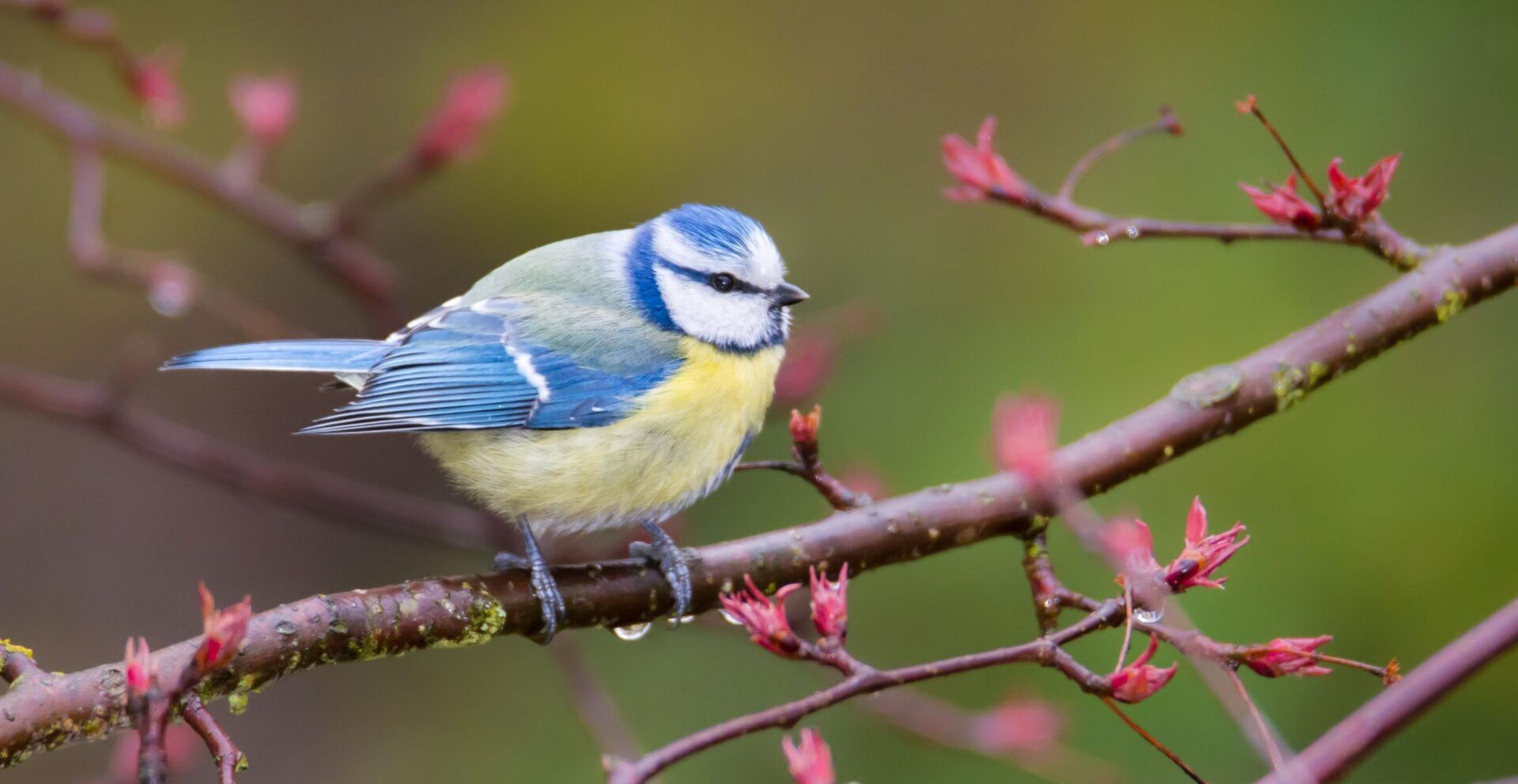 Blue Tit