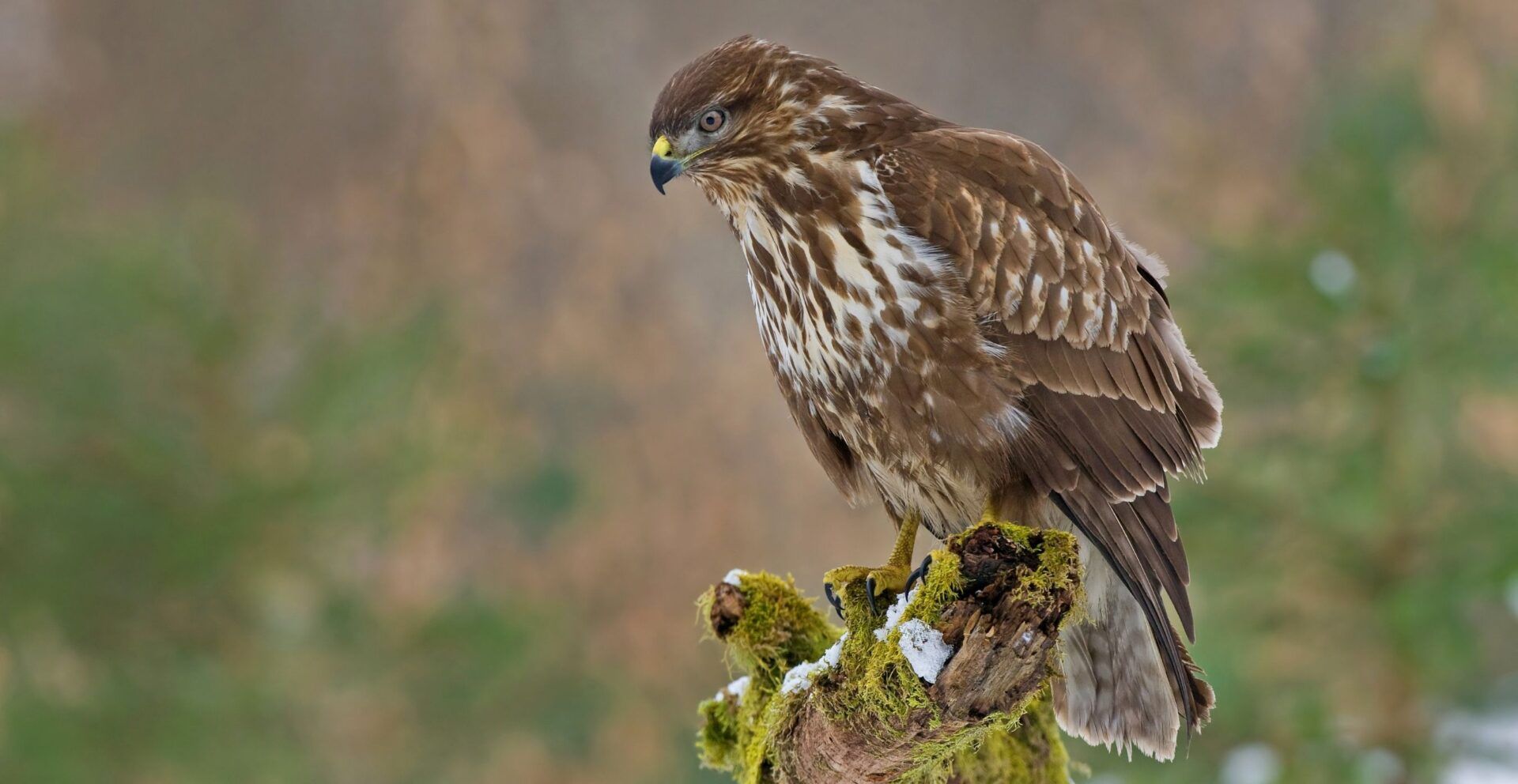 Buzzard