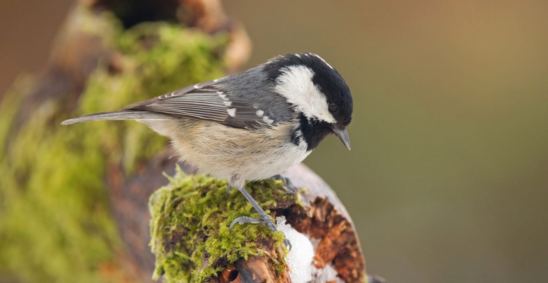 Coal Tit
