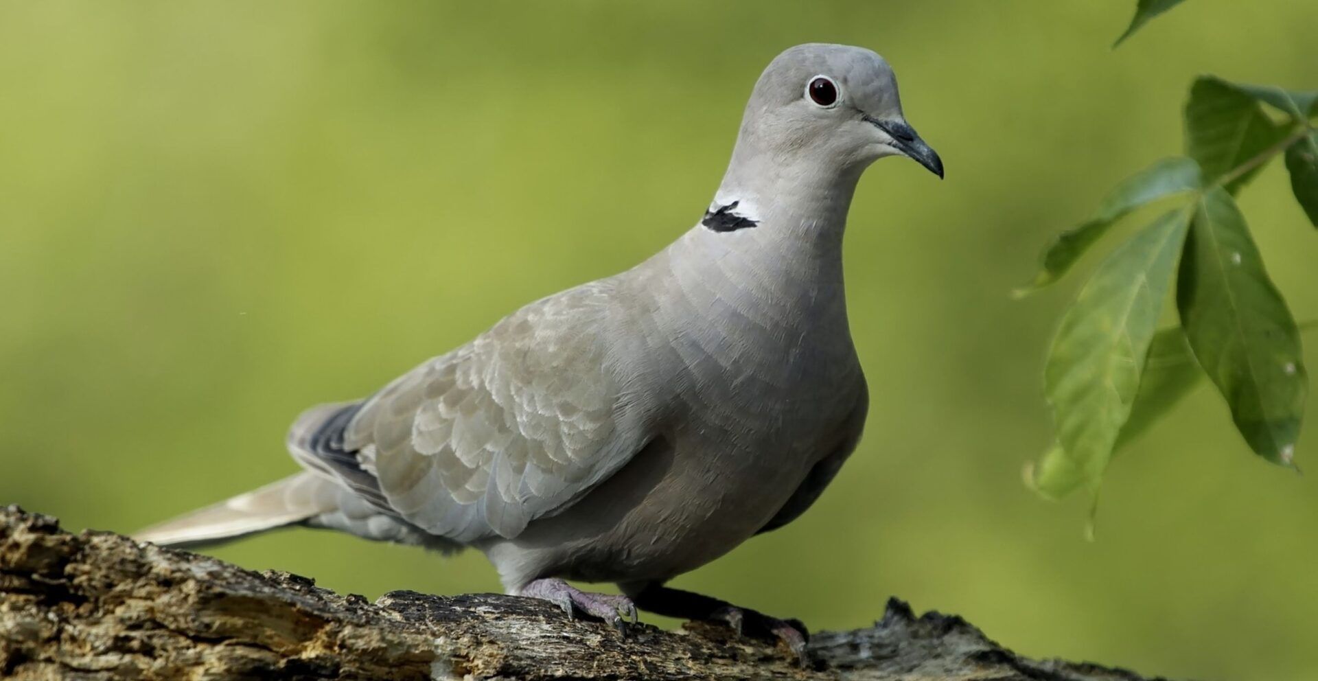 Collard Dove