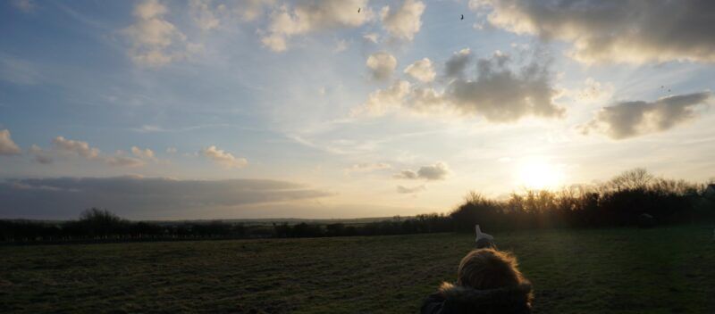 Pointing at birds