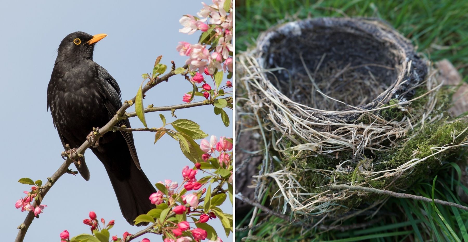 Blackbird and Nest