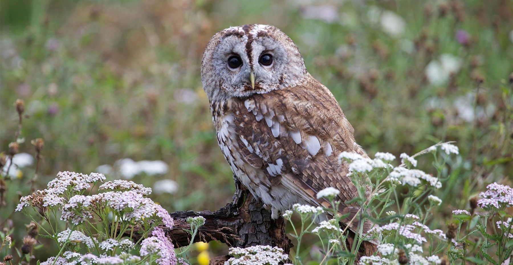 Tawny owl