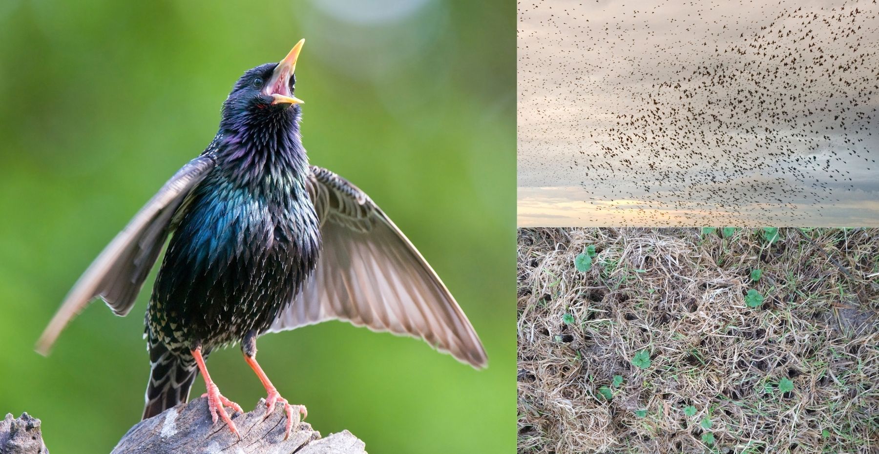Starling