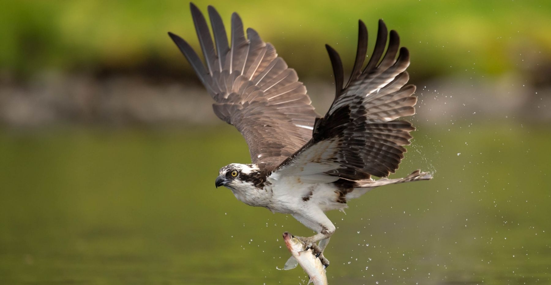 Osprey