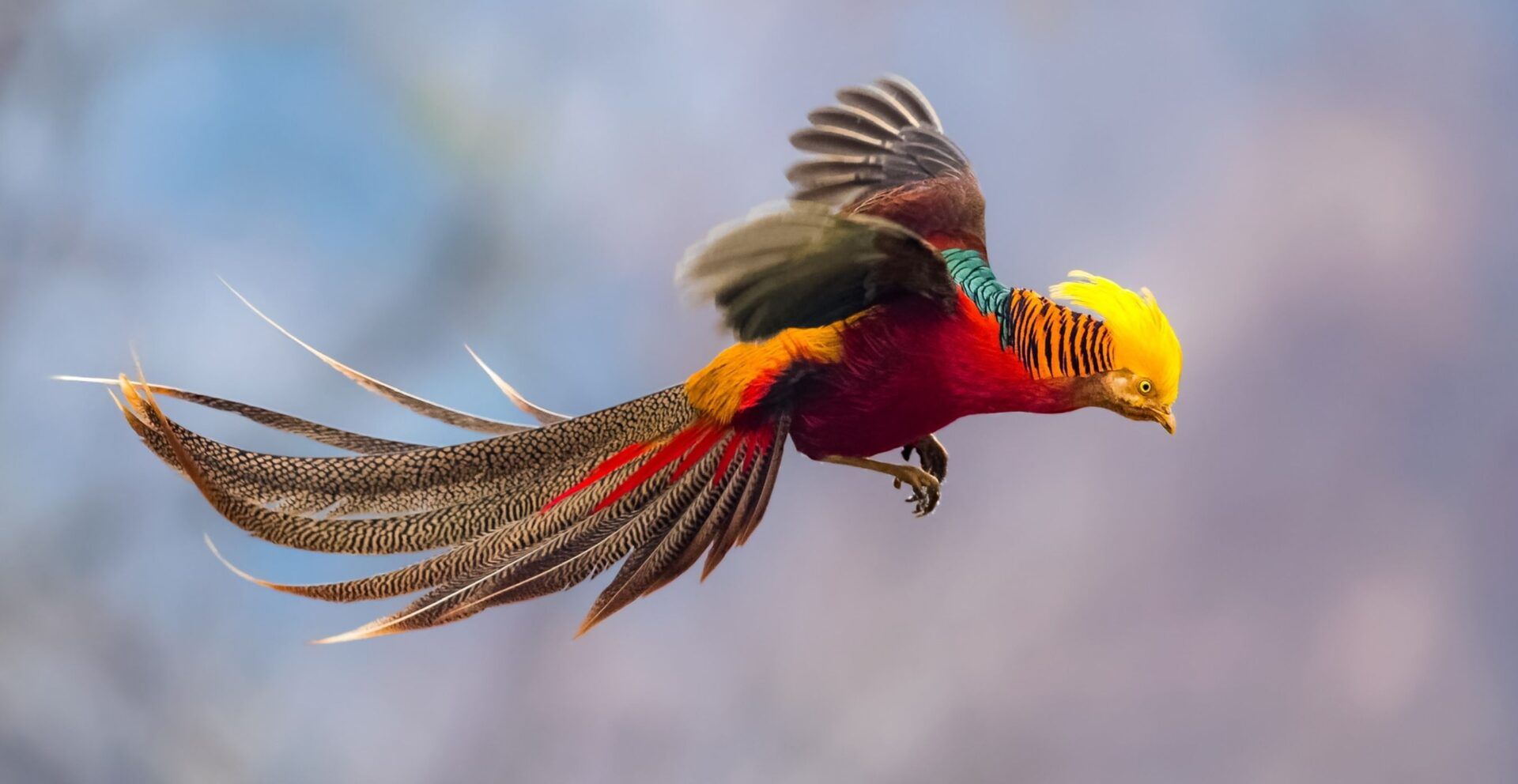 Golden Pheasant