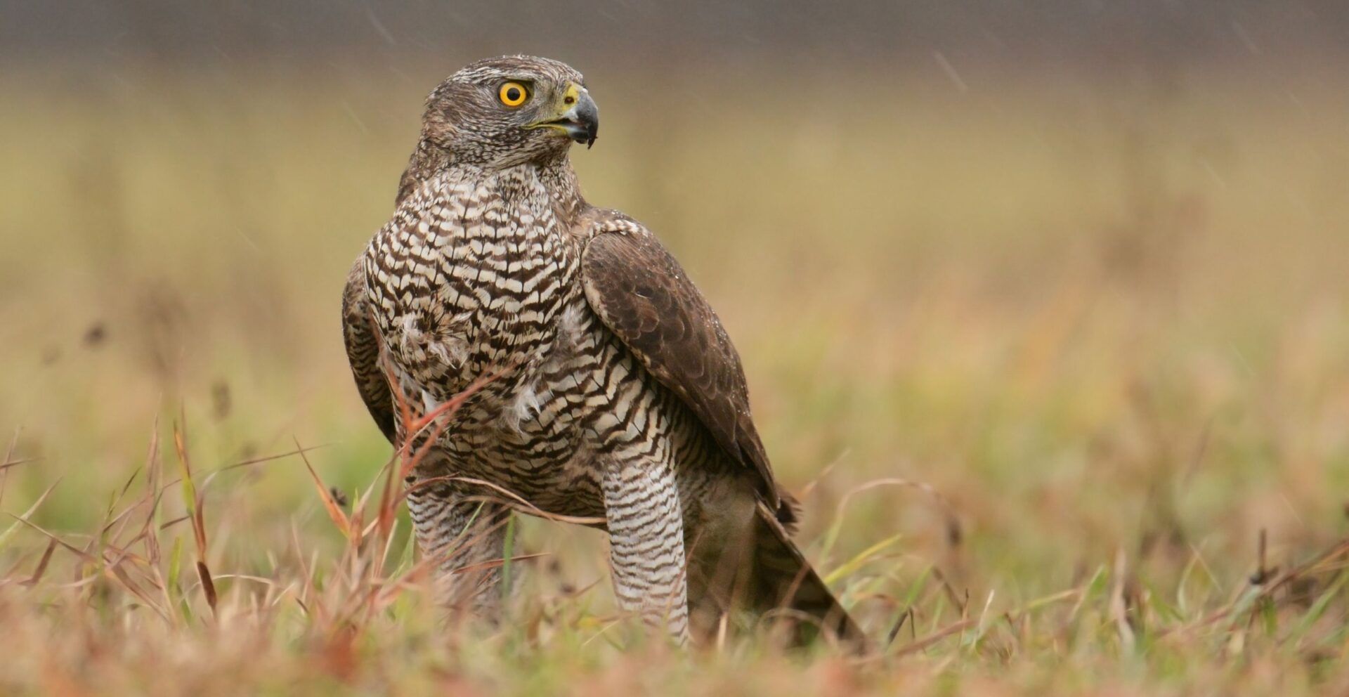 Goshawk