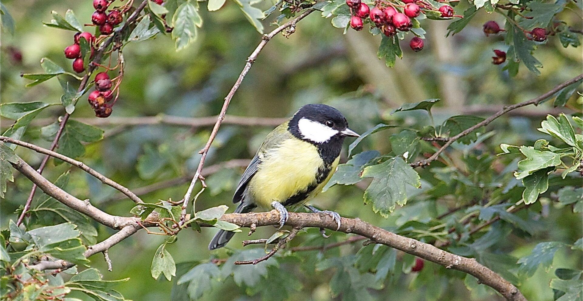 Great Tit