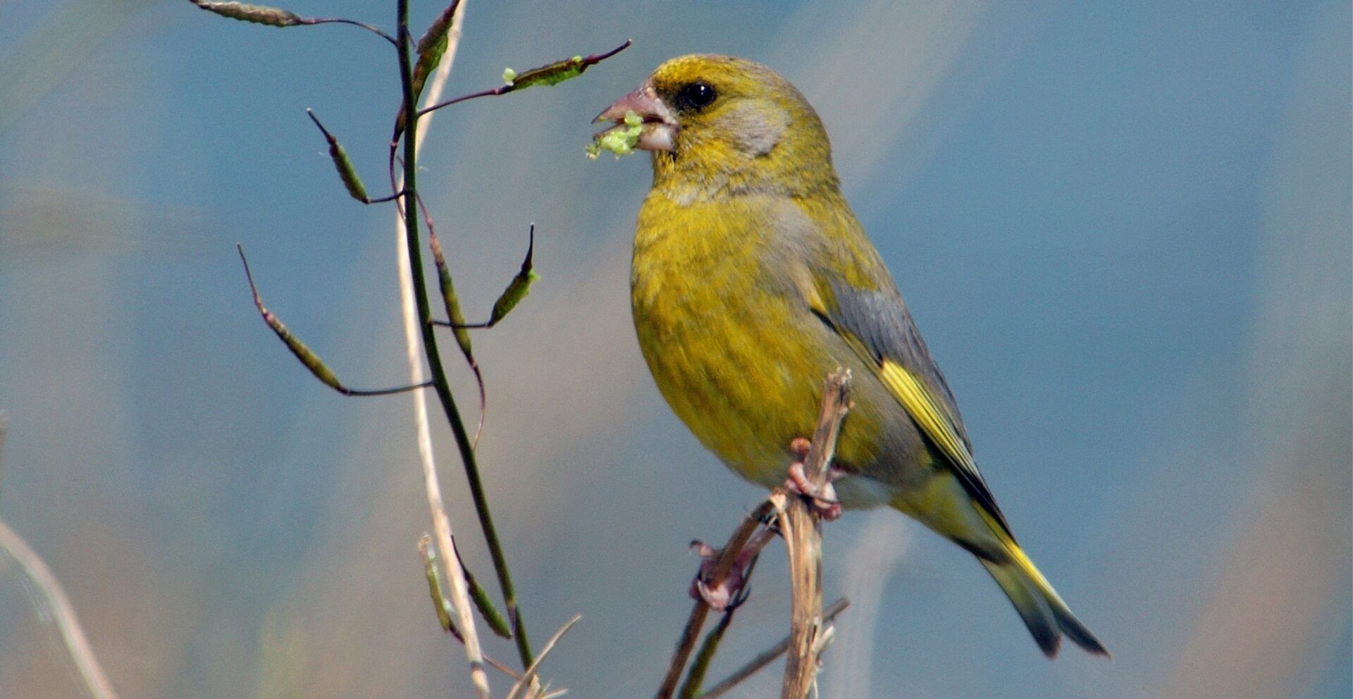 Greenfinch