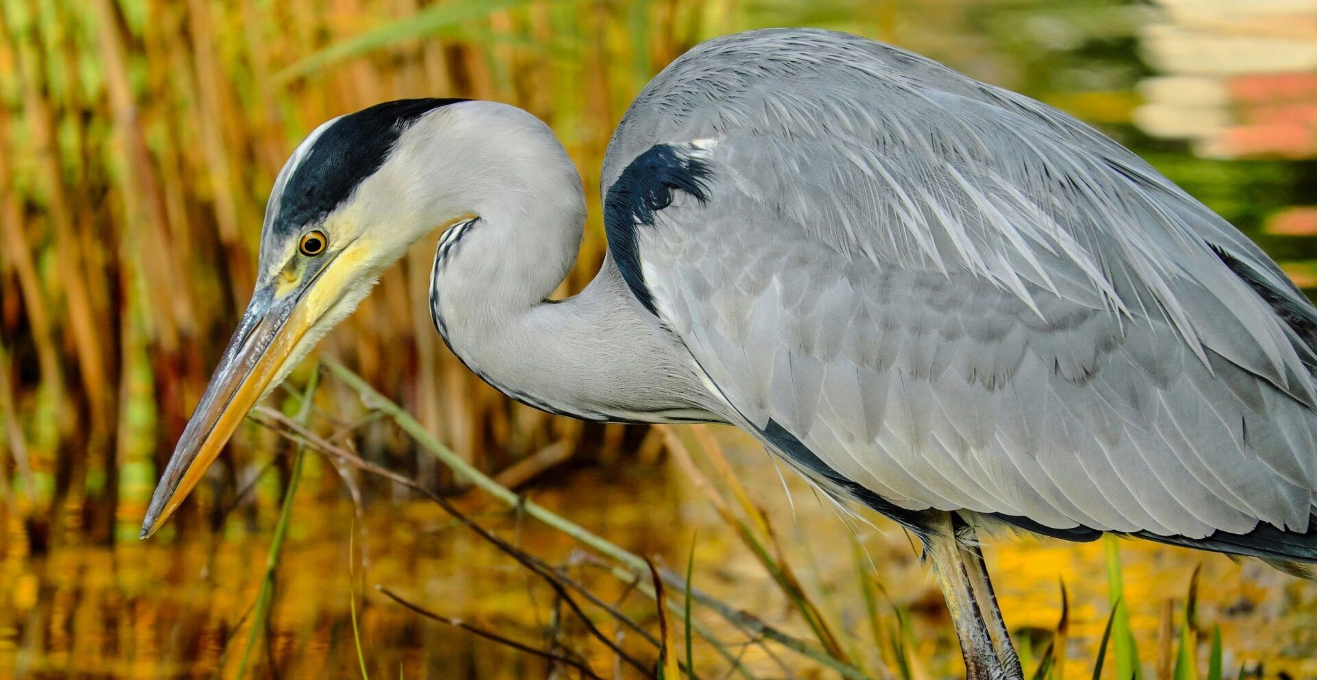 Heron